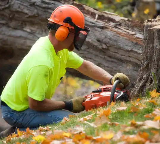 tree services Dodge Center